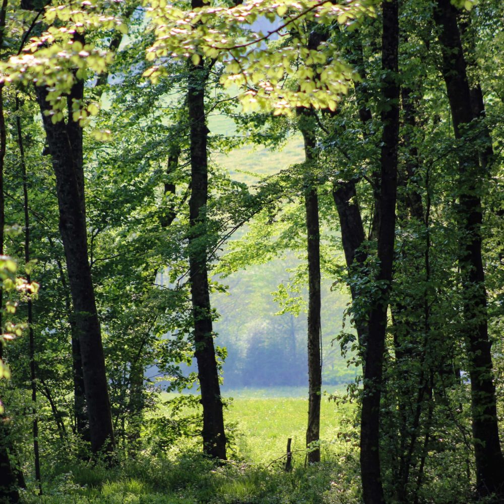 Parc national de forêts (C) Xavier Massotte