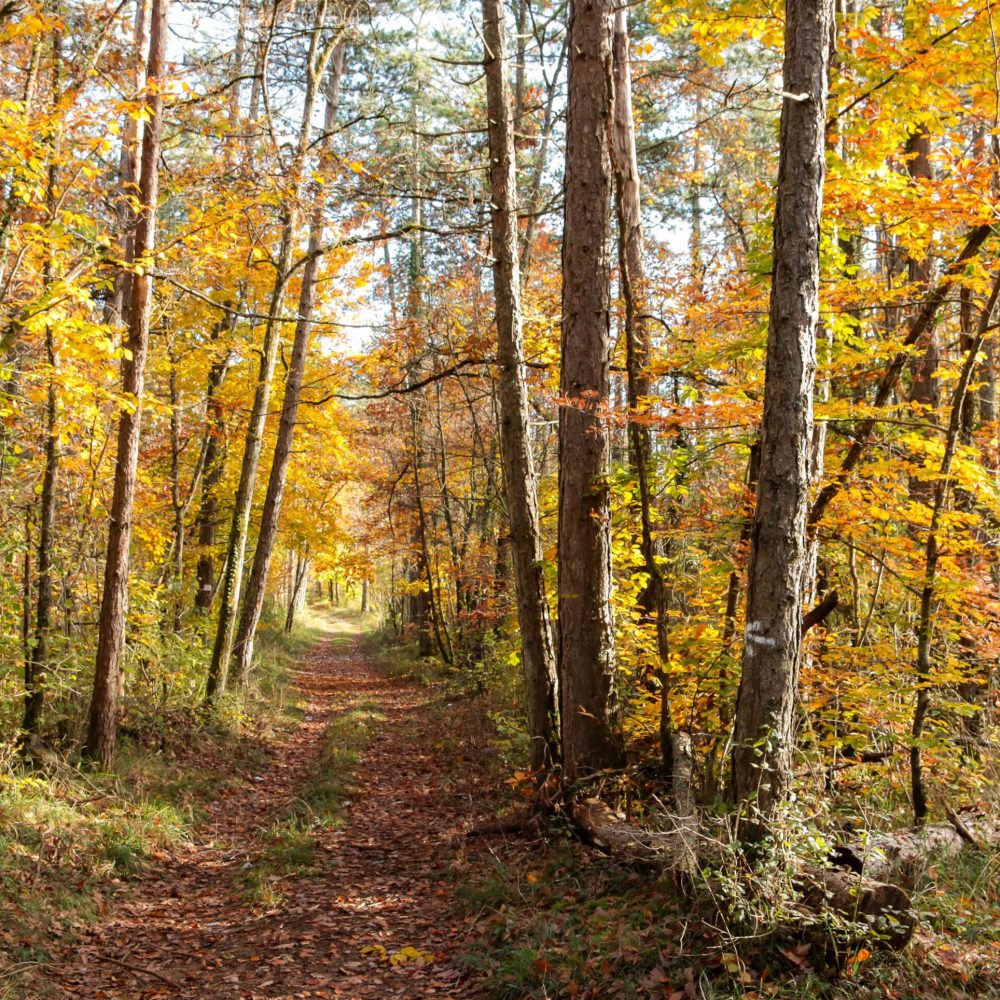 foncegrive-foret